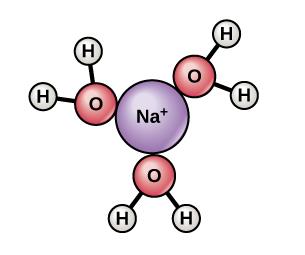 Sodium ion surrounded by water molecules