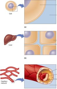 Diagram showing intracellular and extracellular fluid compartments
