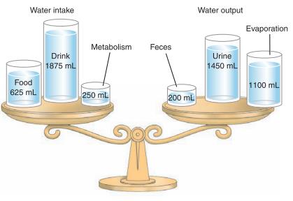 Balance scale showing water intake and output