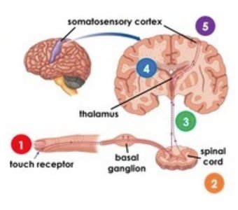 Diagram of sensory pathway from touch receptor to somatosensory cortex
