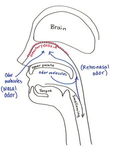 Olfactory cell structure