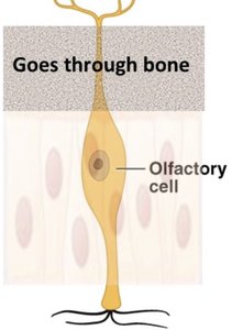 Olfactory receptor cells and odorant binding