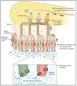 GC-MS olfactometry process