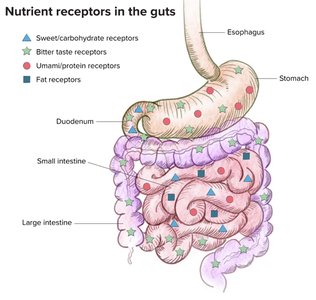 Nutrient receptors in the gut