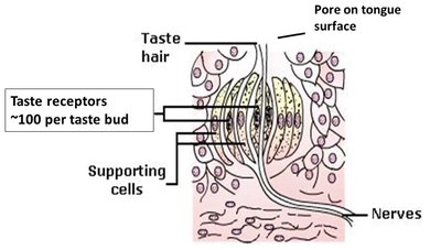Structure of a taste bud