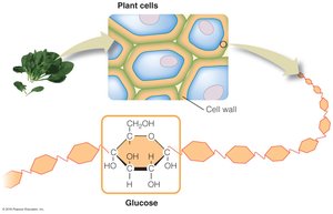 Cellulose structure in plant cell walls
