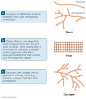 Comparison of starch, fiber, and glycogen structures