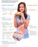 Carbohydrate digestion and absorption in the GI tract