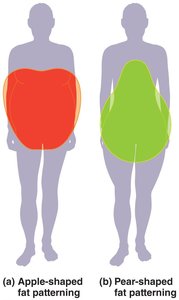 Apple-shaped and pear-shaped fat patterning