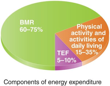 Pie chart of energy expenditure components