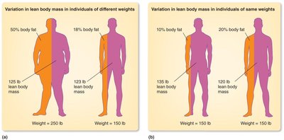 Variation in lean body mass and body fat