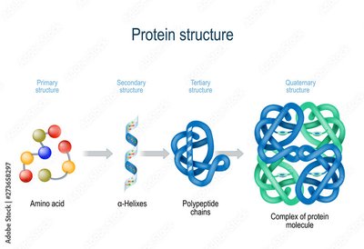 Alpha helix and beta sheet secondary structures