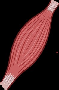 Illustration of skeletal muscle
