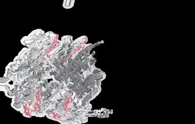 Stomach and protein digestion