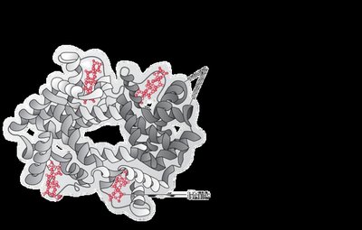 Pancreas illustration