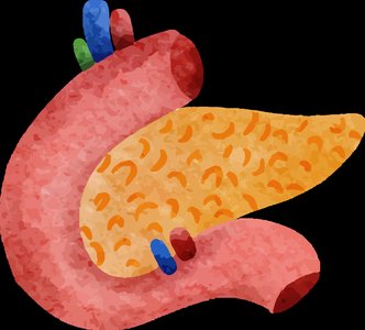Small intestine illustration