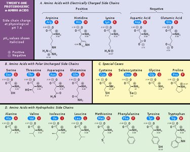 Amino acids categorized by side chain properties