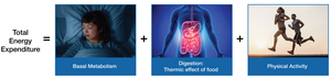 Diagram of total energy expenditure: basal metabolism, thermic effect of food, and physical activity
