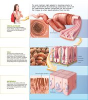 Small intestine structure: folds, villi, microvilli