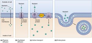 Absorptive mechanisms: passive, facilitated, active, endocytosis