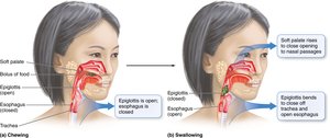 Chewing and swallowing process