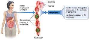 Peristalsis in the esophagus