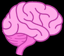 Digestive system organs