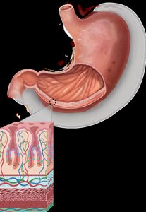 Stomach and gastric glands