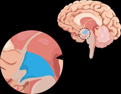 Hypothalamus in the brain
