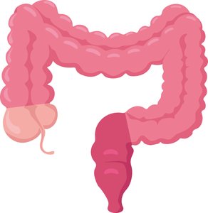 Large intestine