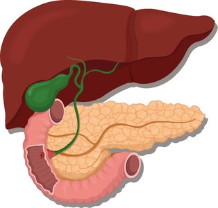 Liver, gallbladder, and pancreas