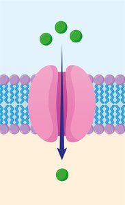 Facilitated diffusion