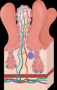Villi and nutrient absorption