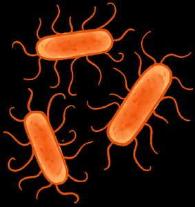 Prebiotic foods (vegetables)