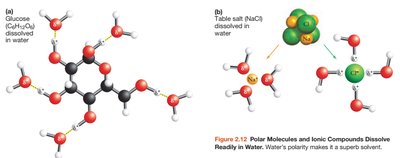 Nonpolar molecules do not dissolve in water