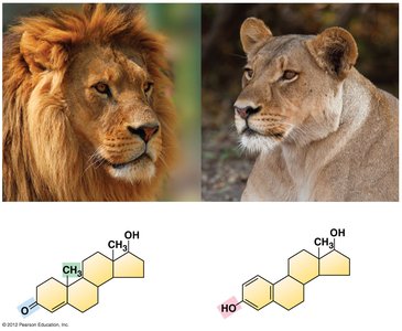 Important chemical groups of organic compounds