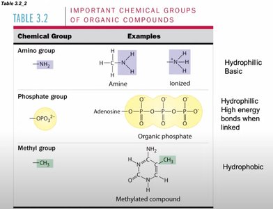 Four major classes of biomolecules