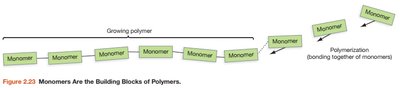 Monomers are the building blocks of polymers