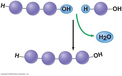 Dehydration synthesis