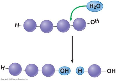 Hydrolysis