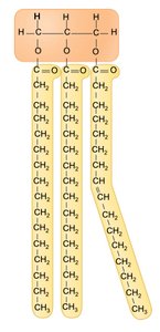 Phospholipid structure