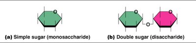 Simple and double sugars