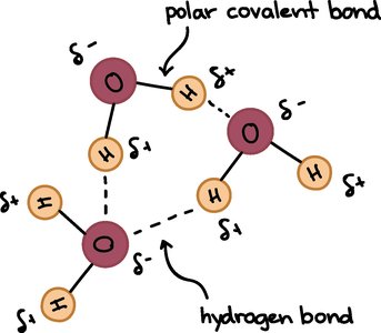 Hydrogen bonds in water