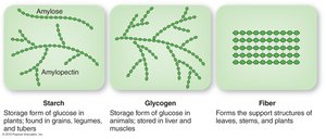 Diagram showing the structure of starch, glycogen, and fiber