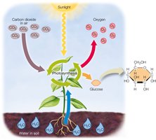 Photosynthesis and glucose production in plants