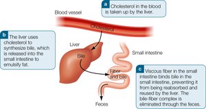 Fiber and cholesterol metabolism in the digestive tract