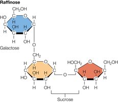 Structure of raffinose, an oligosaccharide