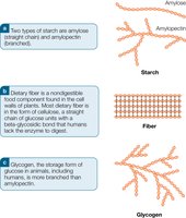 Comparison of starch, fiber, and glycogen structure