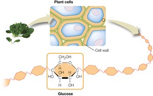 Cellulose structure in plant cell walls