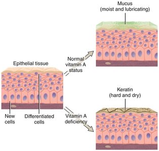 Vitamin A and epithelial tissue differentiation
